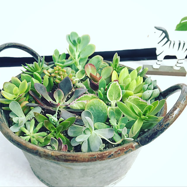 バス/トイレ/多肉植物/寄せ植え/ナチュラルのインテリア実例 - 2018-09-03 23:33:49