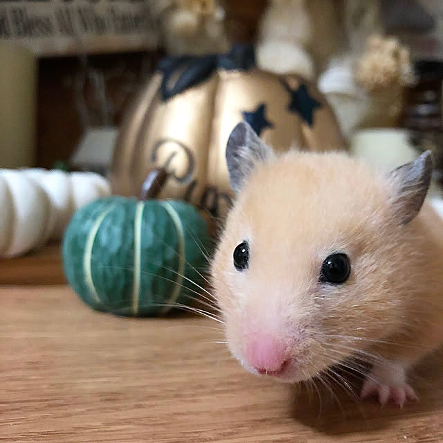 emiさんの実例写真