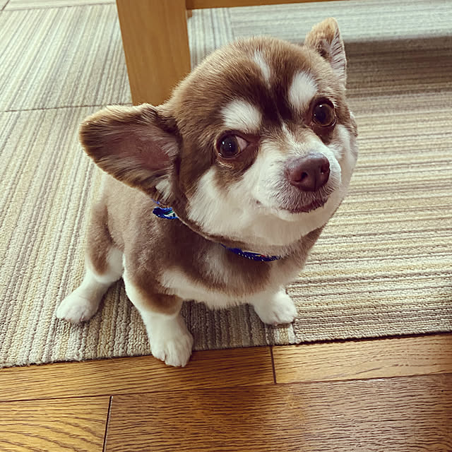 chIoeさんの実例写真
