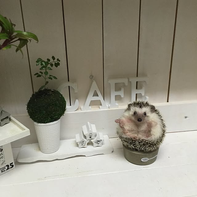 RURULOVEさんの実例写真