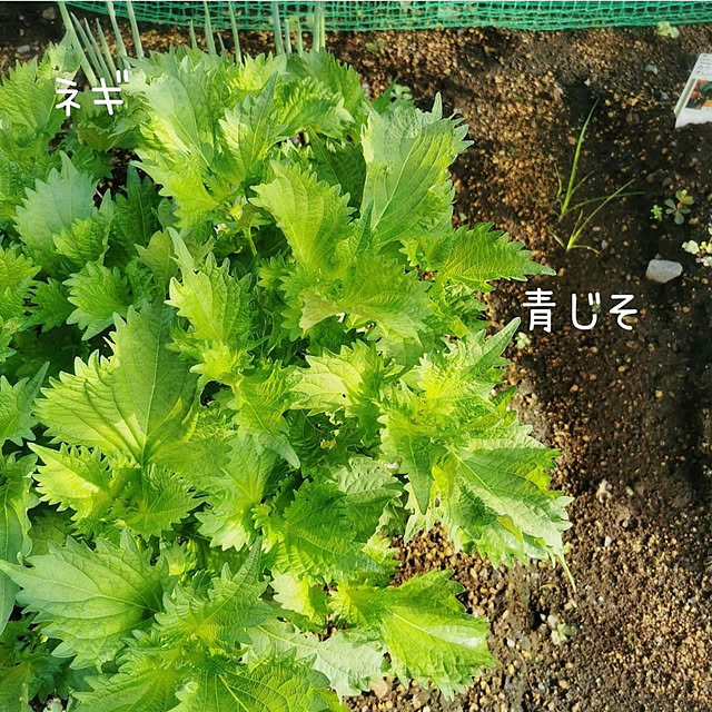 shihohoho_HOMEさんの実例写真