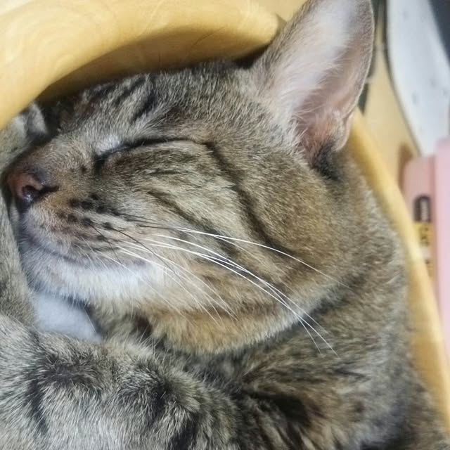 kittenblueさんの実例写真