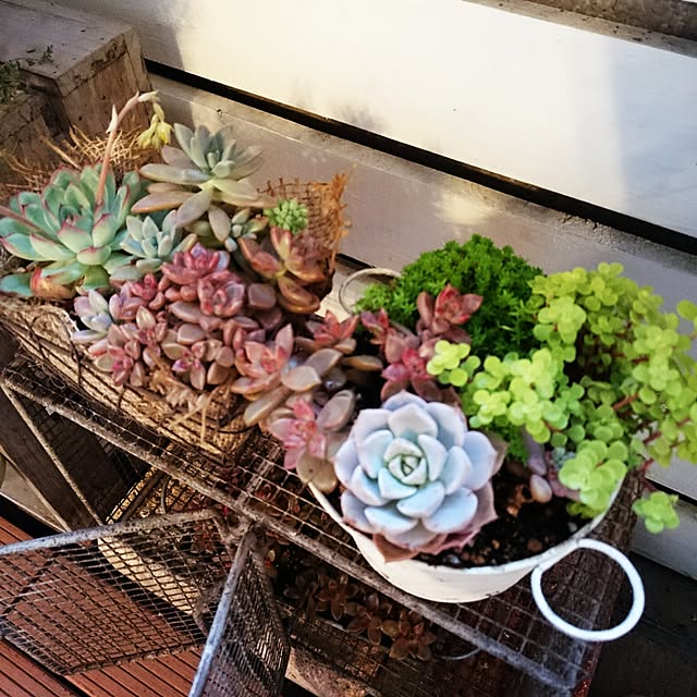 mono_plantさんの実例写真