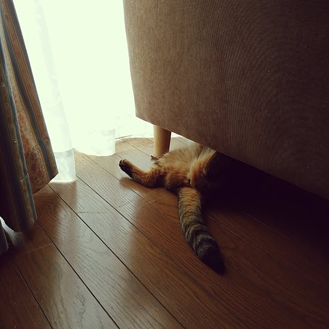 taikoさんの実例写真