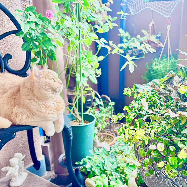 naokoさんの部屋