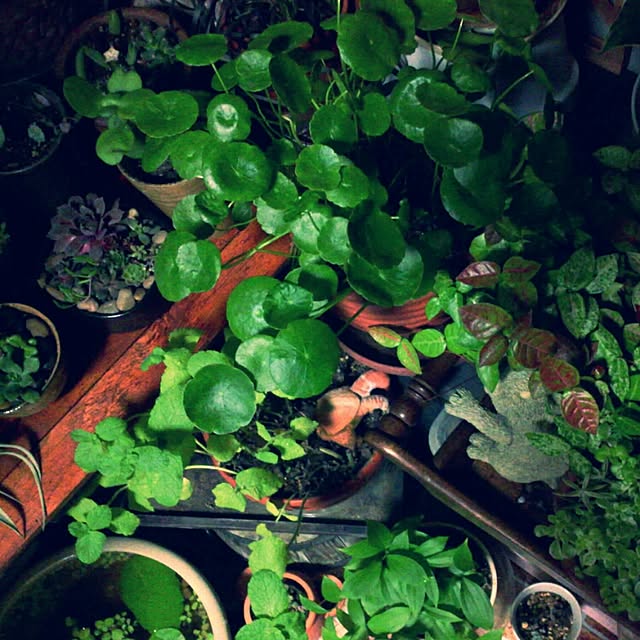 elephant1219さんの実例写真