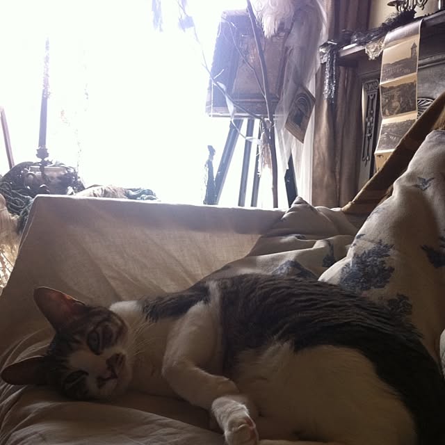 michanronさんの実例写真