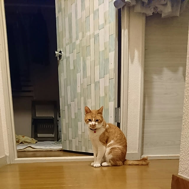 SHIHOさんの実例写真