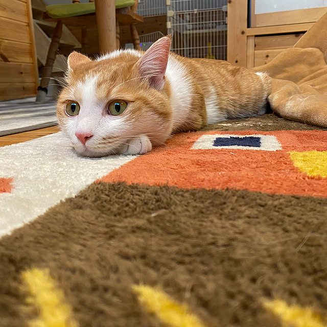 senbei.sakuramochiさんの実例写真