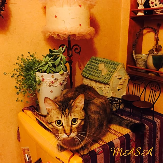 MASAさんの実例写真