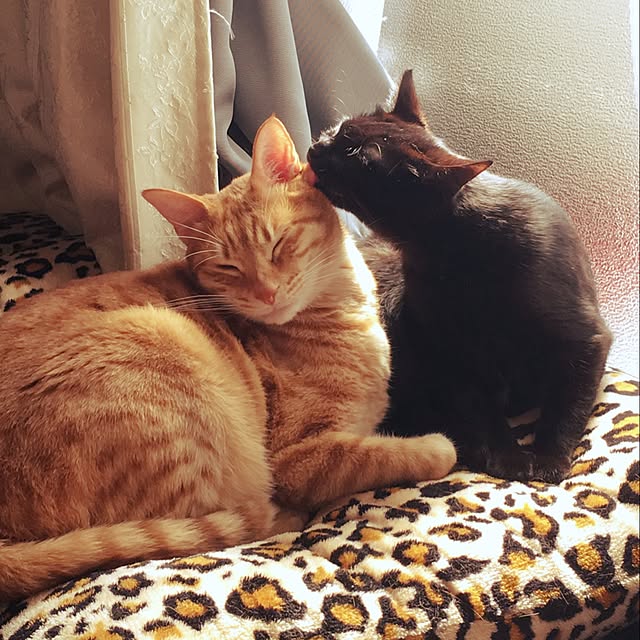 kotetuさんの実例写真
