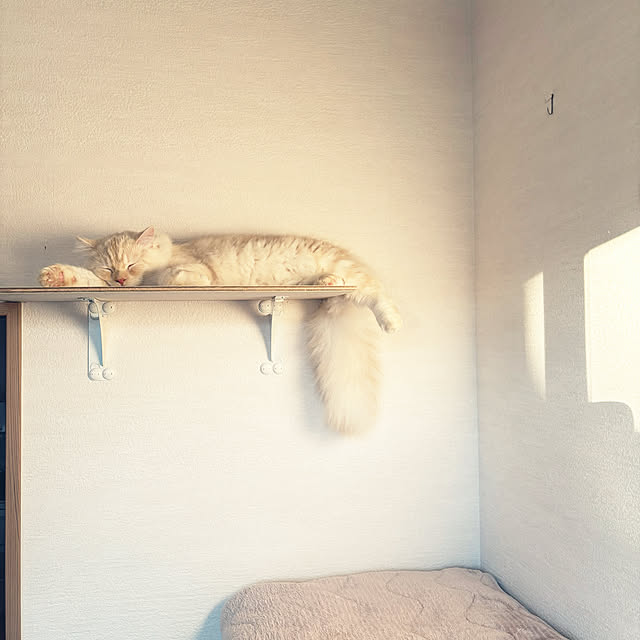 nyankichiさんの実例写真