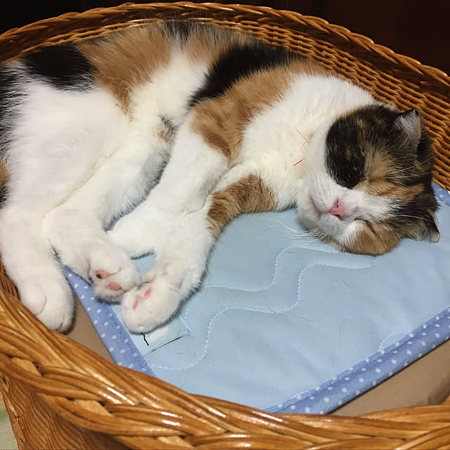 shiratamaさんの実例写真