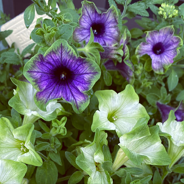 kaochanさんの実例写真