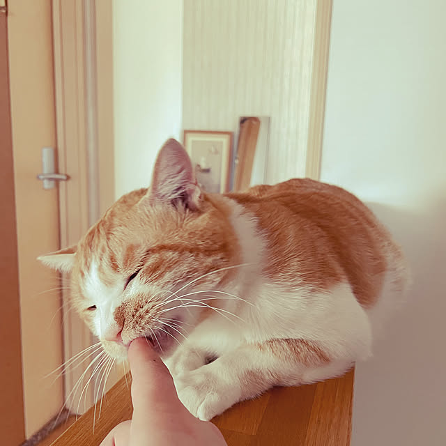 suyaさんの実例写真