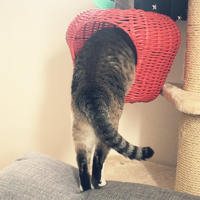 pppさんの実例写真