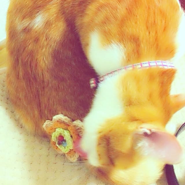 実例写真