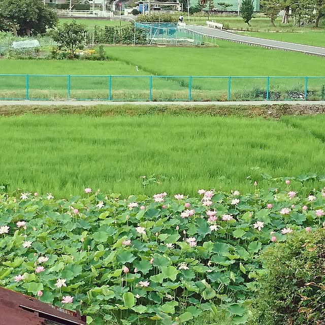 Shimaさんの実例写真