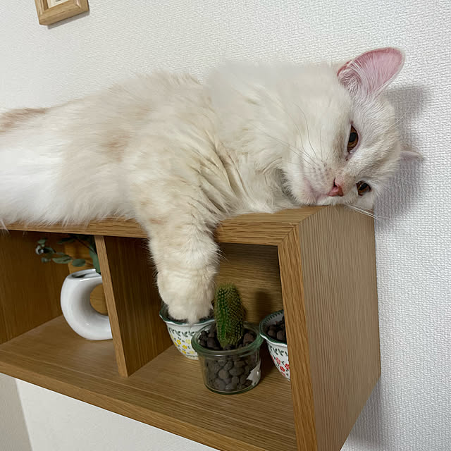 ico_to_nekoさんの実例写真