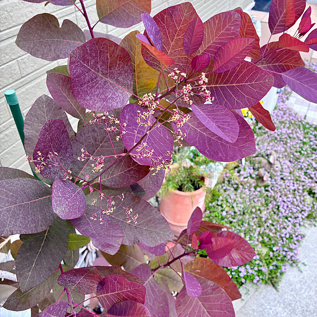 Junさんの実例写真