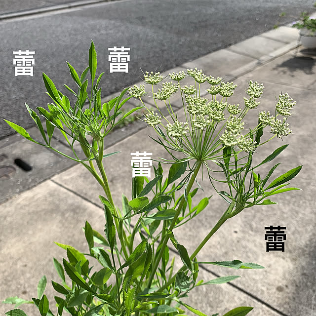 eshinobumさんの実例写真