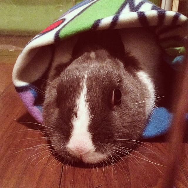 実例写真