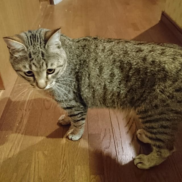Ryuichiさんの実例写真