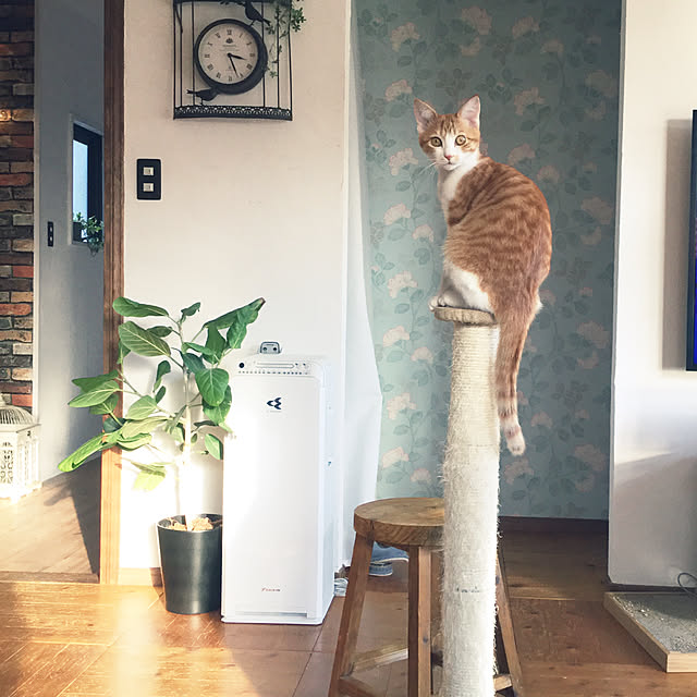 catsmamさんの実例写真