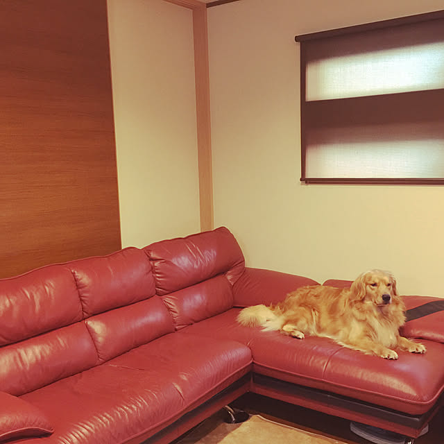 imaoreiruさんの実例写真