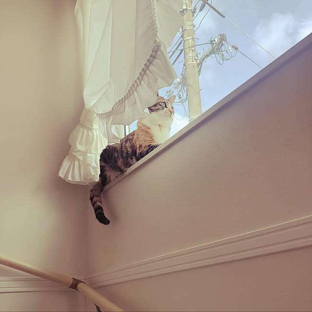 nekomaruさんの実例写真