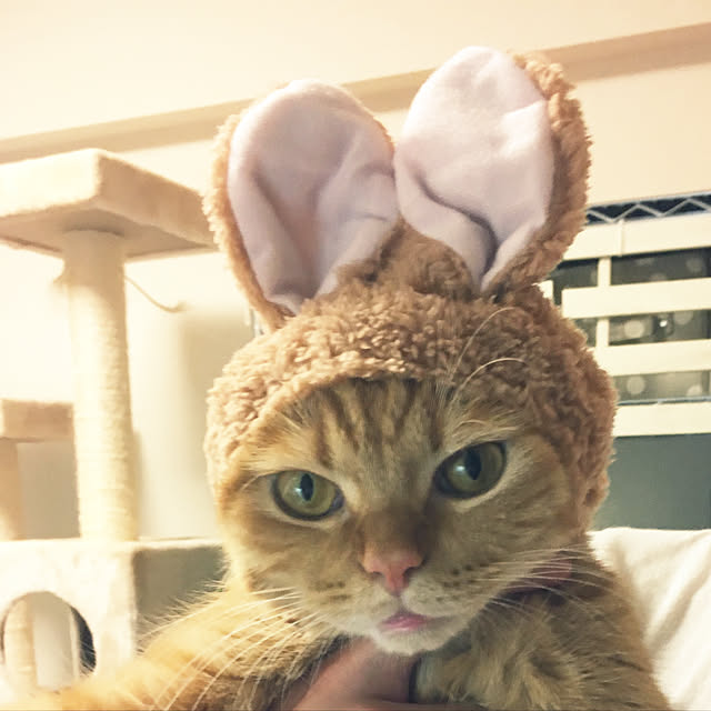 rumiさんの実例写真