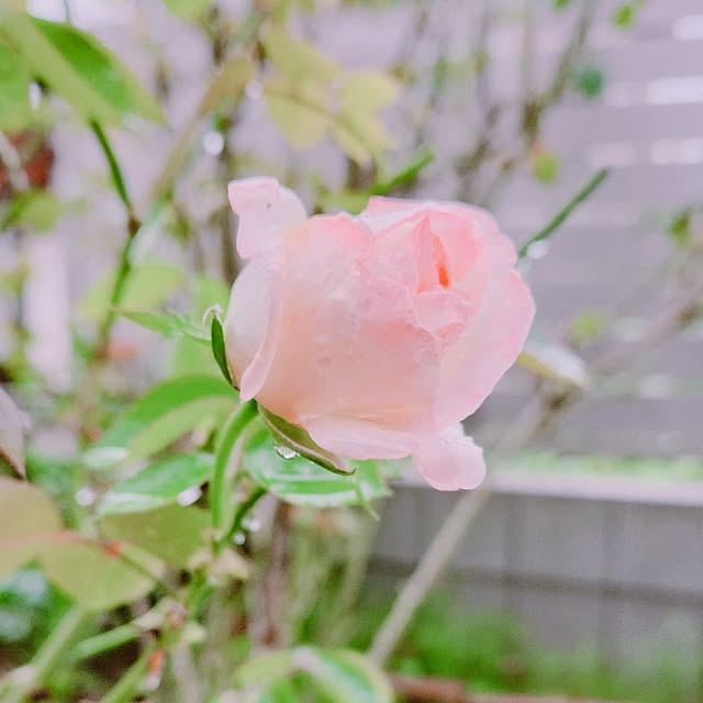 surviveさんの実例写真