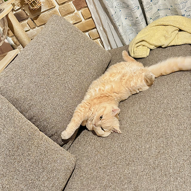 naokoさんの実例写真