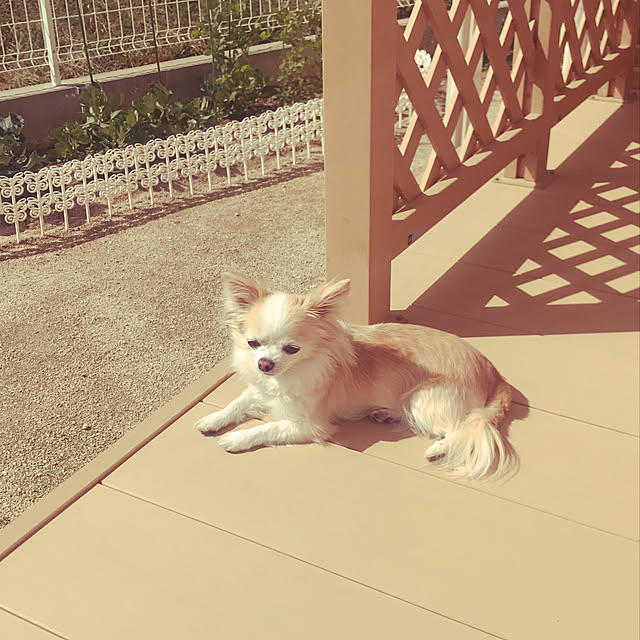Sweetpeaさんの実例写真