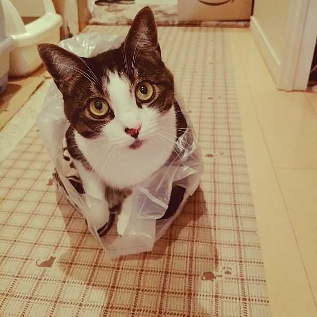 6catsさんの実例写真