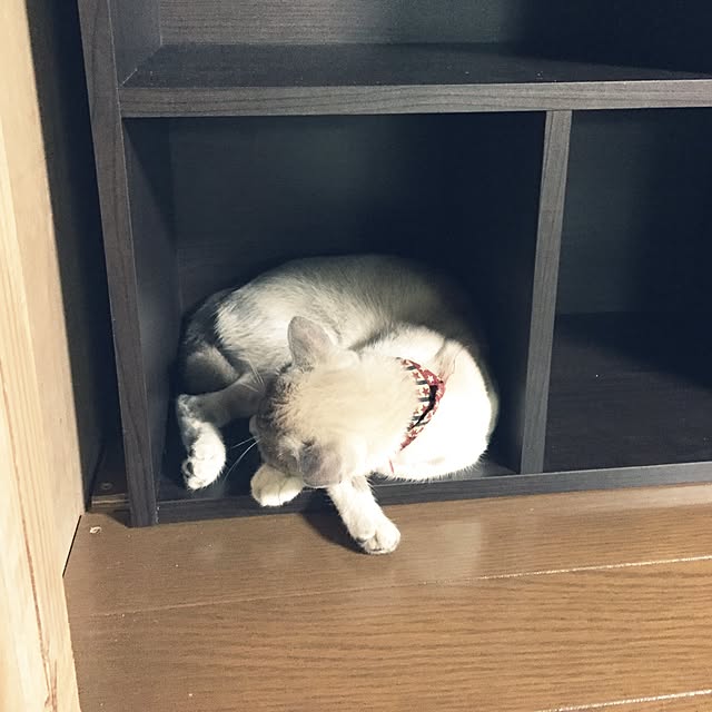 michikoさんの実例写真