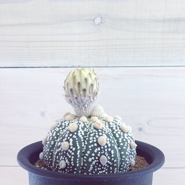 kensukeさんの実例写真