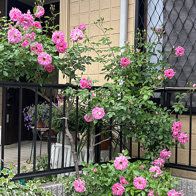 sakuraさんの部屋