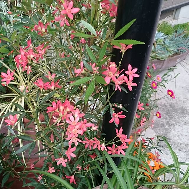 runaさんの実例写真