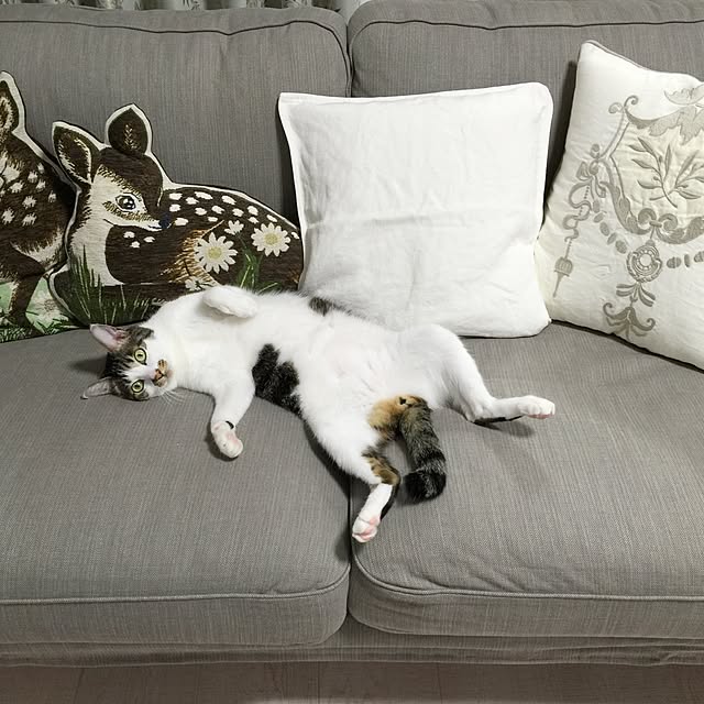 yuchiさんの実例写真