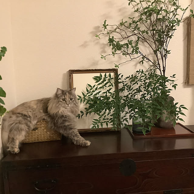 justyさんの実例写真