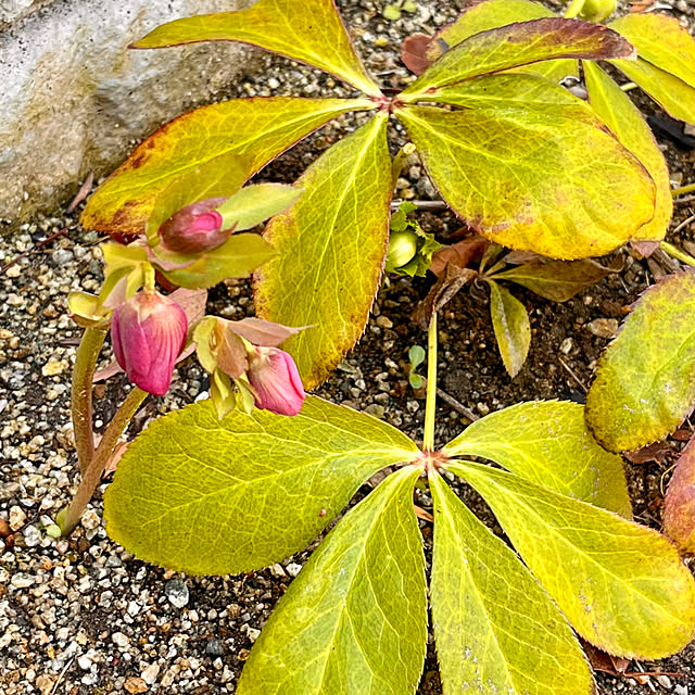 mikigumaさんの部屋