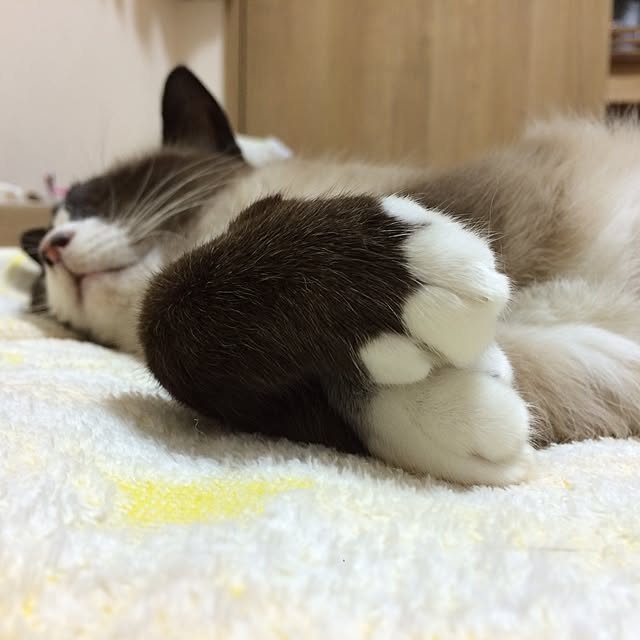 mini_archさんの実例写真