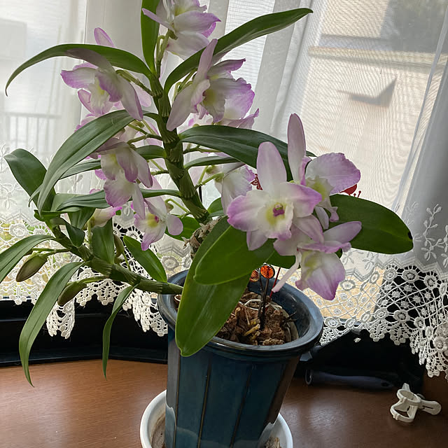 kirakirahoshiさんの実例写真