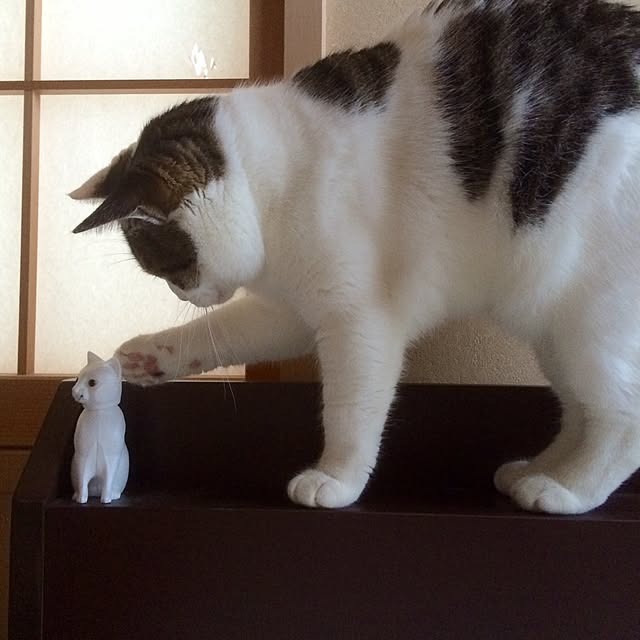 tigerさんの実例写真