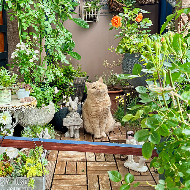 naokoさんの実例写真