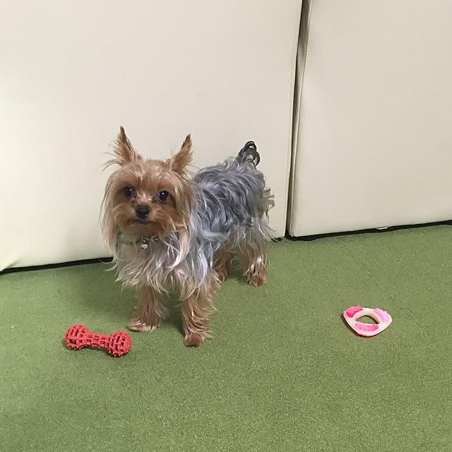 ToshiKoさんの実例写真
