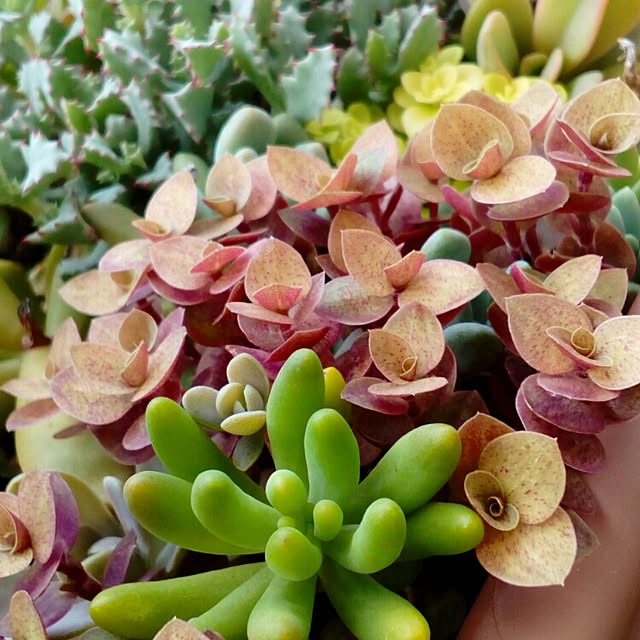 VERANDARJUNさんの実例写真