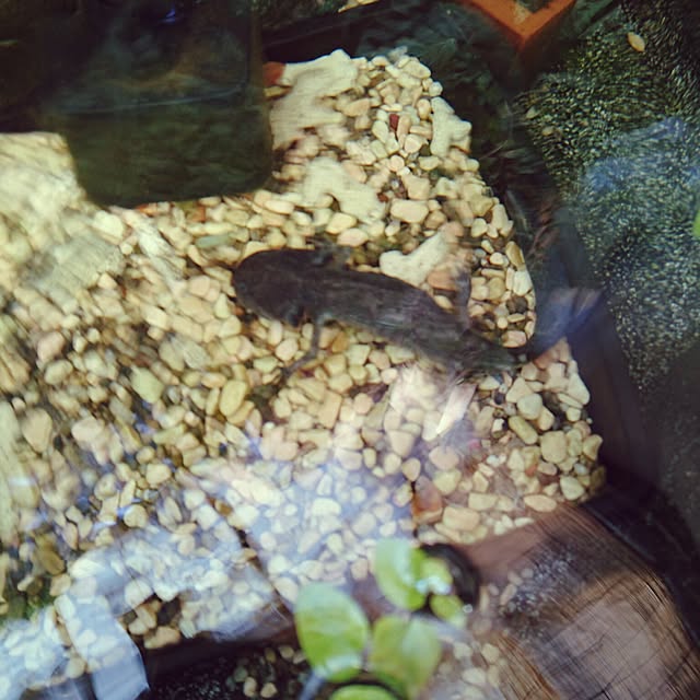 maiさんの実例写真