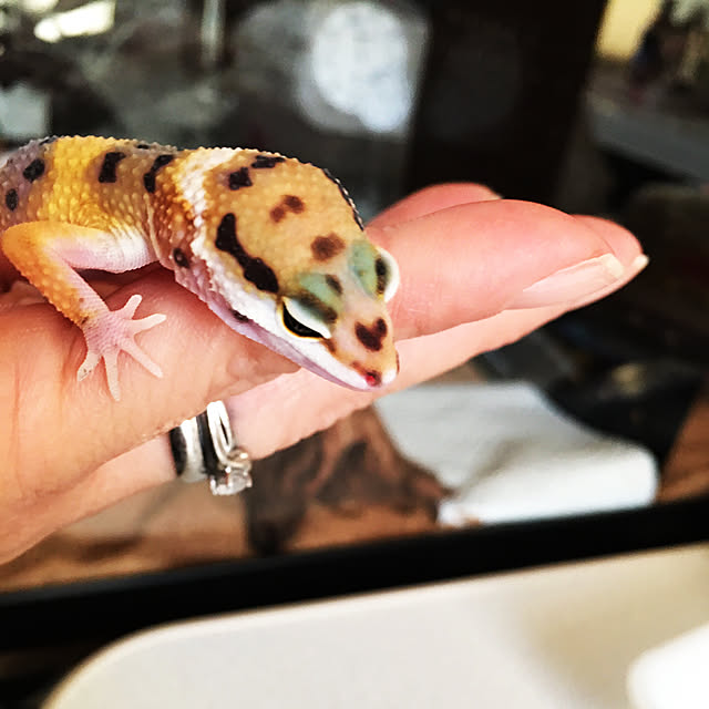 FUさんの実例写真